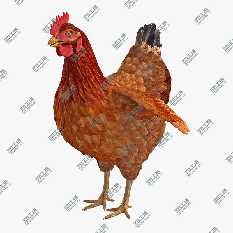 images/goods_img/2021040233/3D Brown Chicken/1.jpg